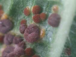 Imagem de Puccinia malvacearum Bertero ex Mont. 1852