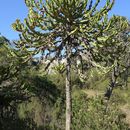 Image of <i>Euphorbia candelabrum</i>