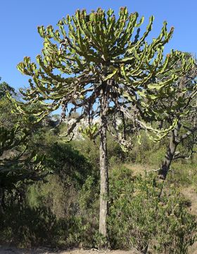 Image of <i>Euphorbia candelabrum</i>