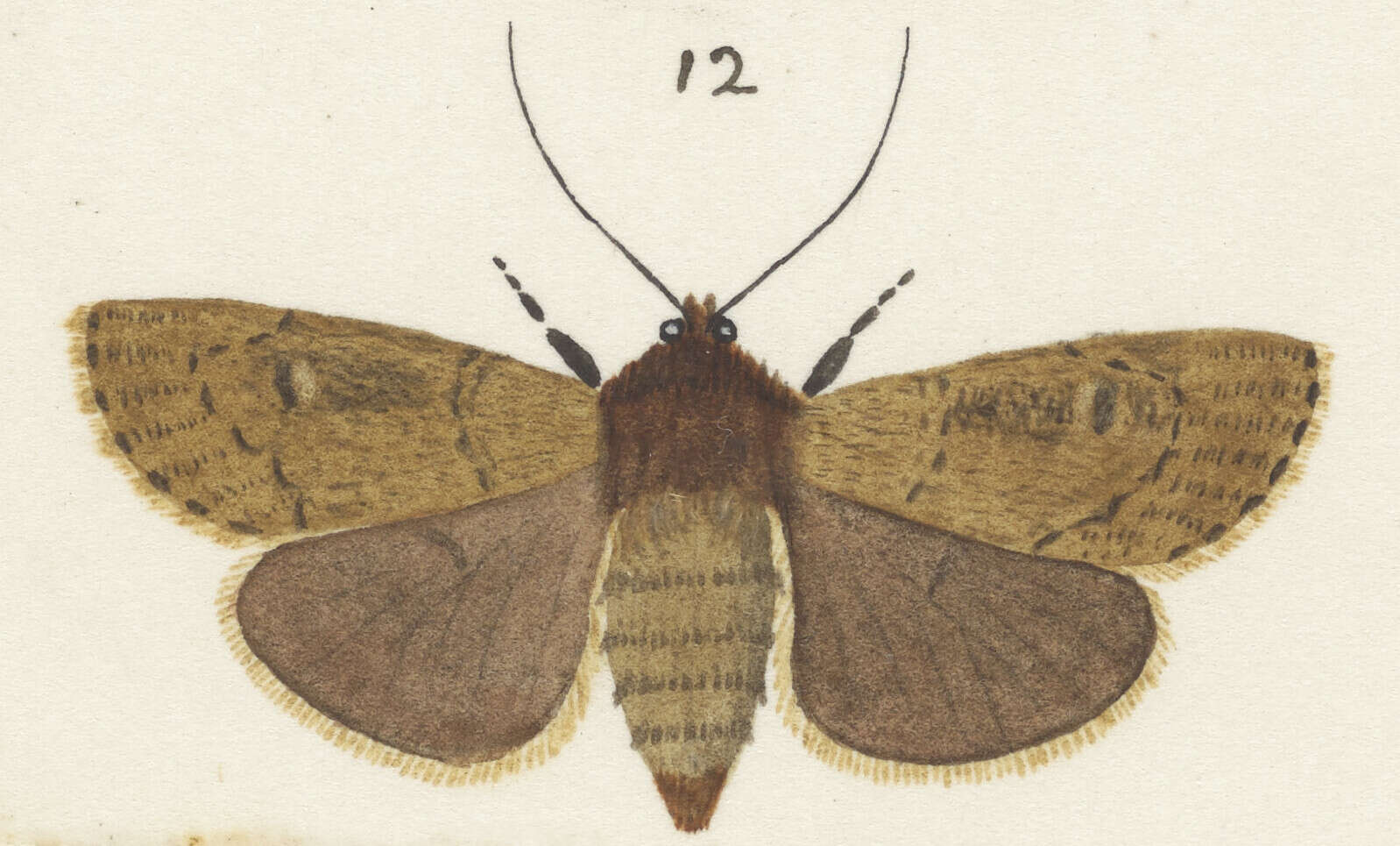 Image of Bityla defigurata Walker 1865