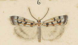 Image of Orocrambus xanthogrammus Meyrick 1882
