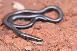 Image of Slender blind snakes