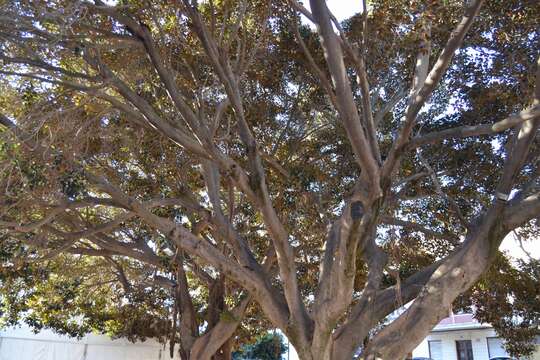Image of Moreton Bay fig