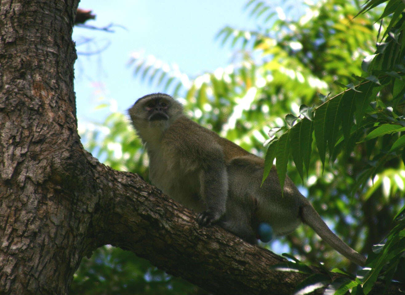 Image of Malbrouck Monkey