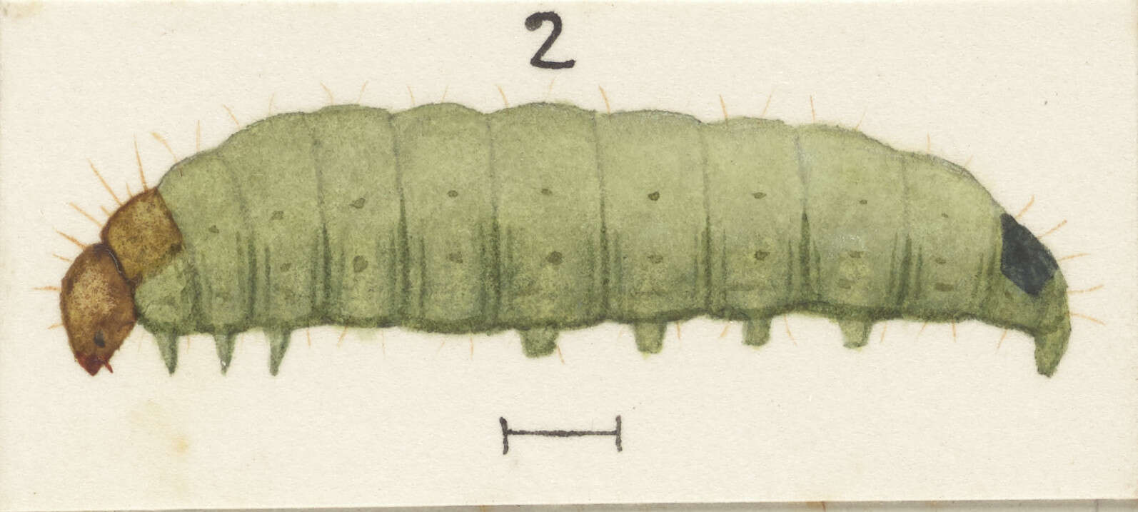 Dipterina imbriferana Meyrick 1881的圖片