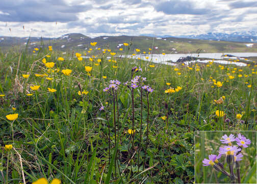 Image of erect primrose