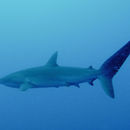 Image of Carcharhinus falciformis (Müller & Henle 1839)