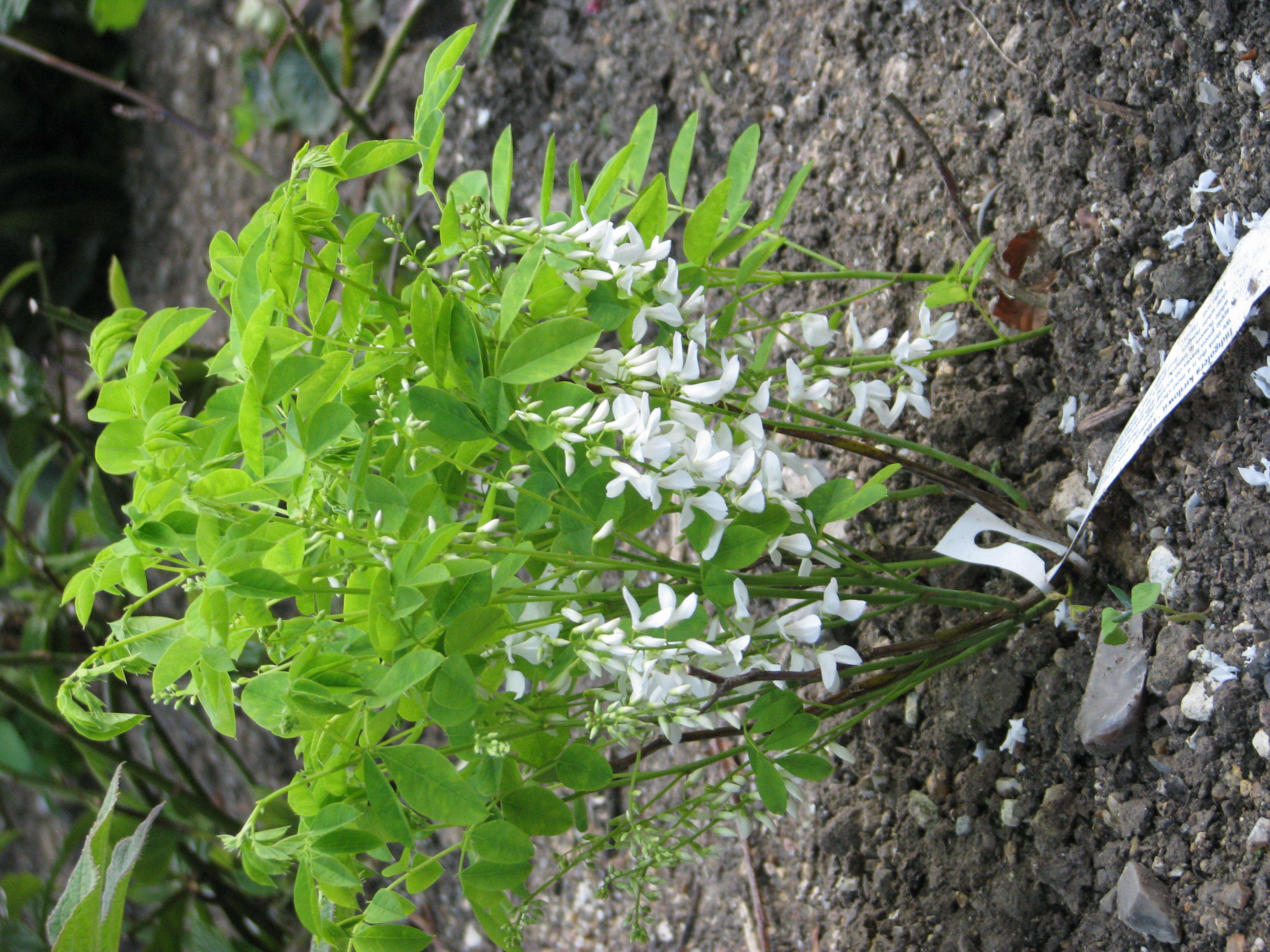 Image of Kirilow's indigo