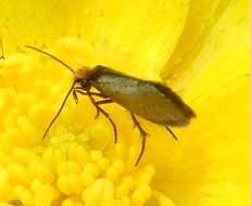 Image of marsh marygold moth