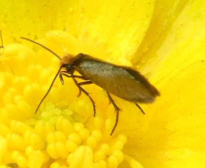 Image of marsh marygold moth