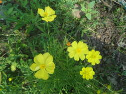 Image of sulphur cosmos