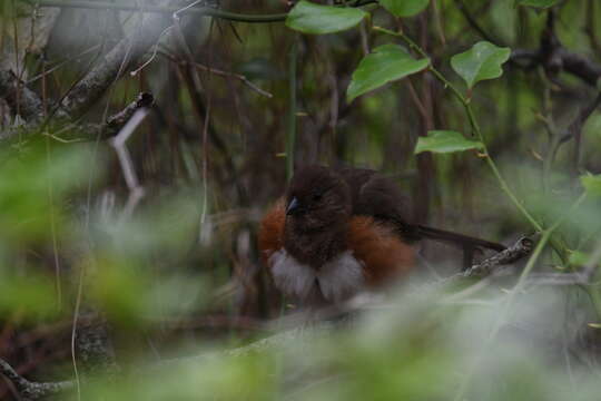 Image of Eastern Towhee