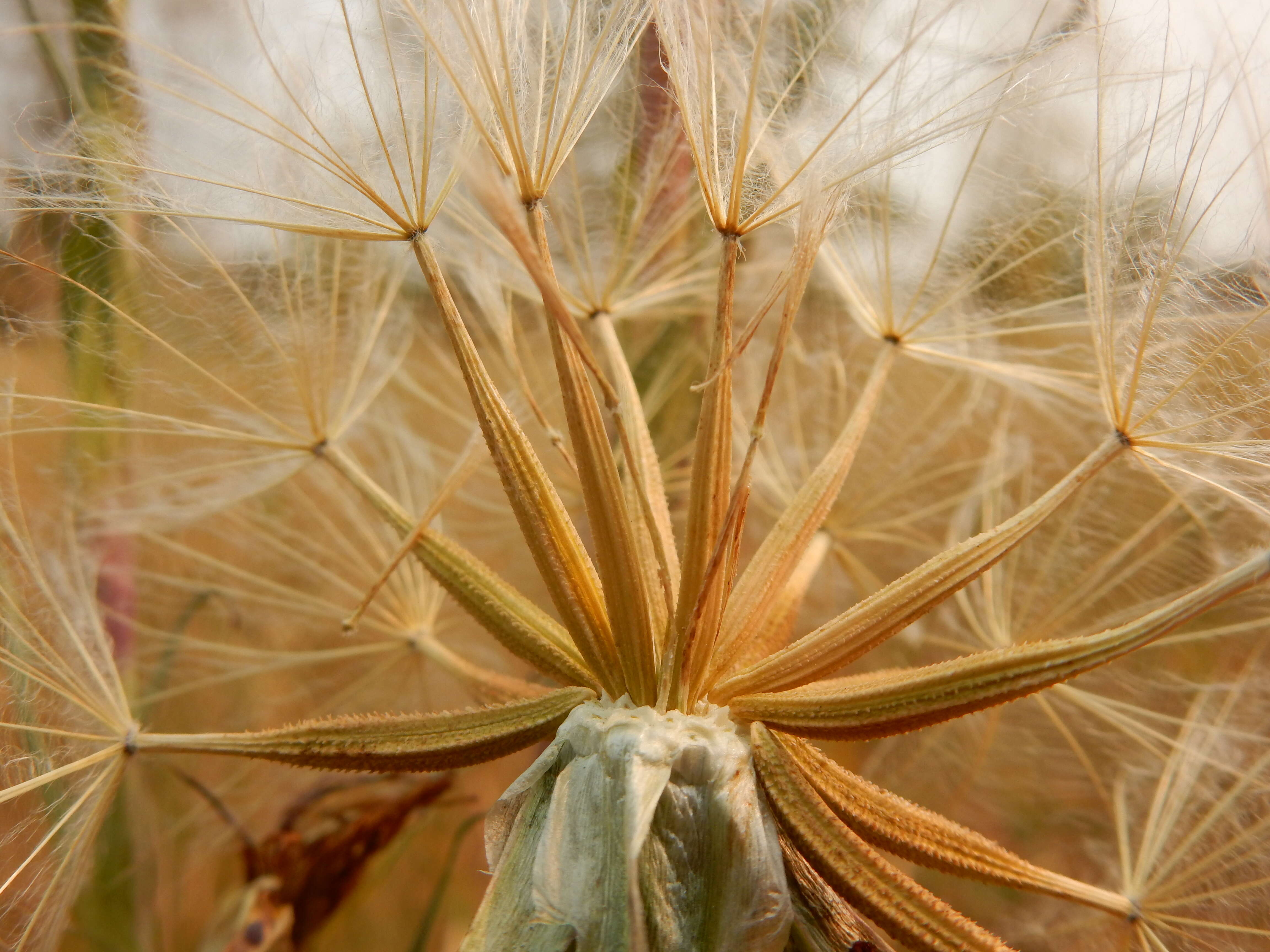 Image of yellow salsify