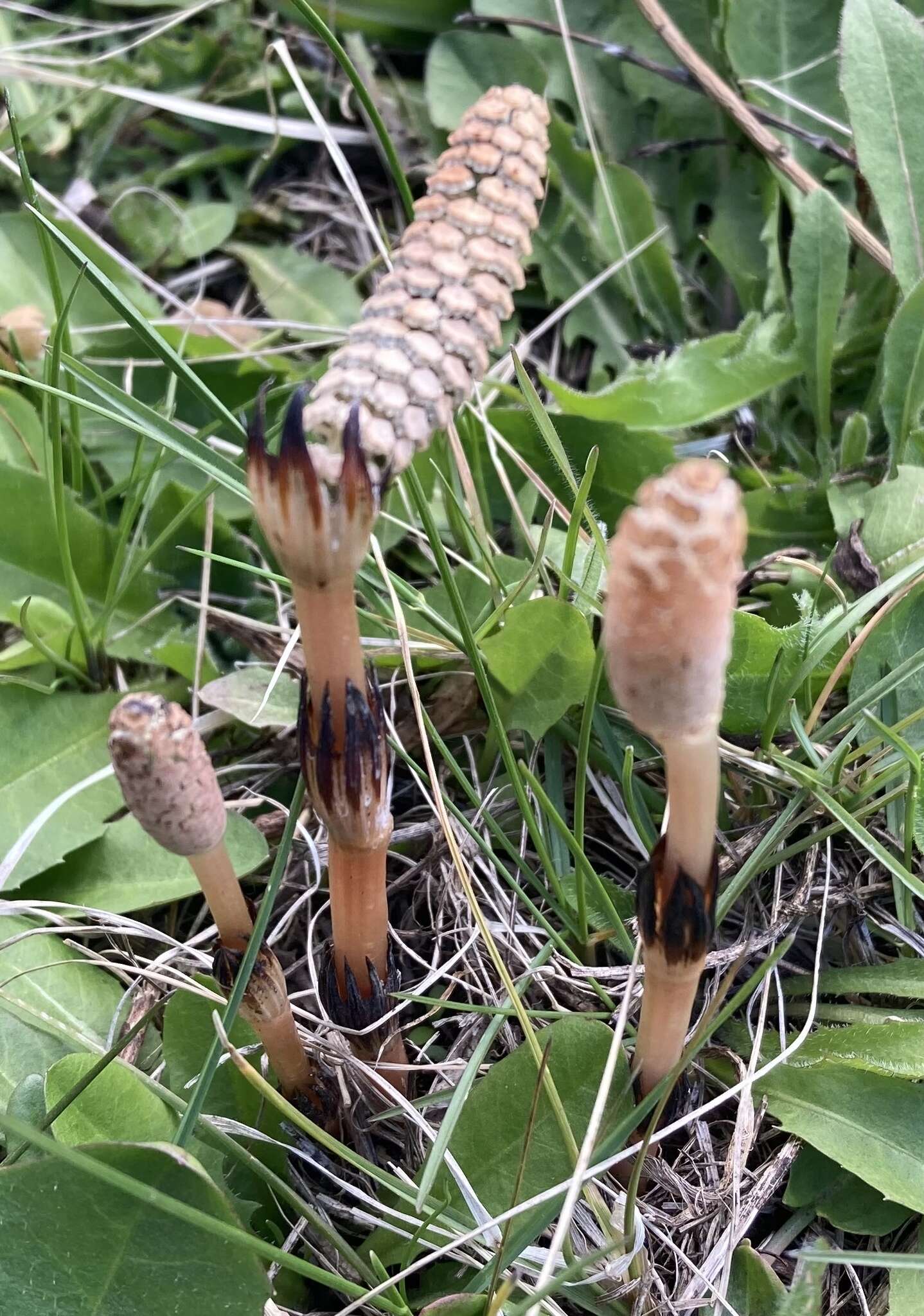 Image of field horsetail