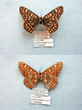 Image of Euphydryas maturna