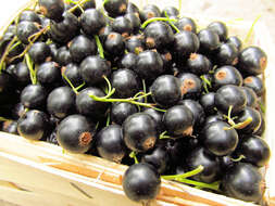 Image of Black Currant