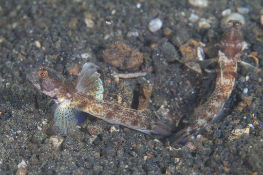 Image of <i>Tomiyamichthys oni</i> (Tomiyama 1936)
