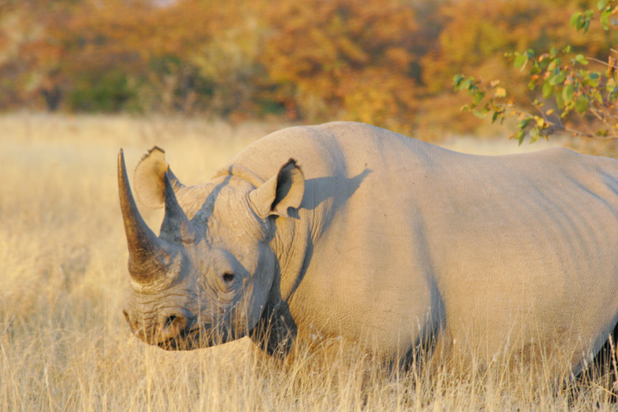 western black rhinoceros