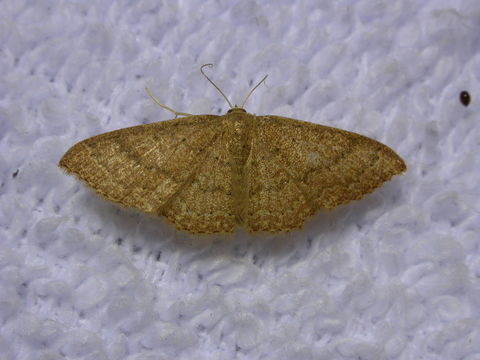 Image of Asthene Wave Moth