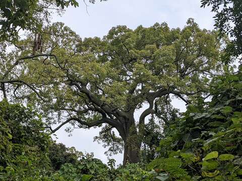 Image of kapoktree