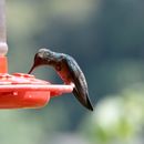 Image of steely-vented hummingbird
