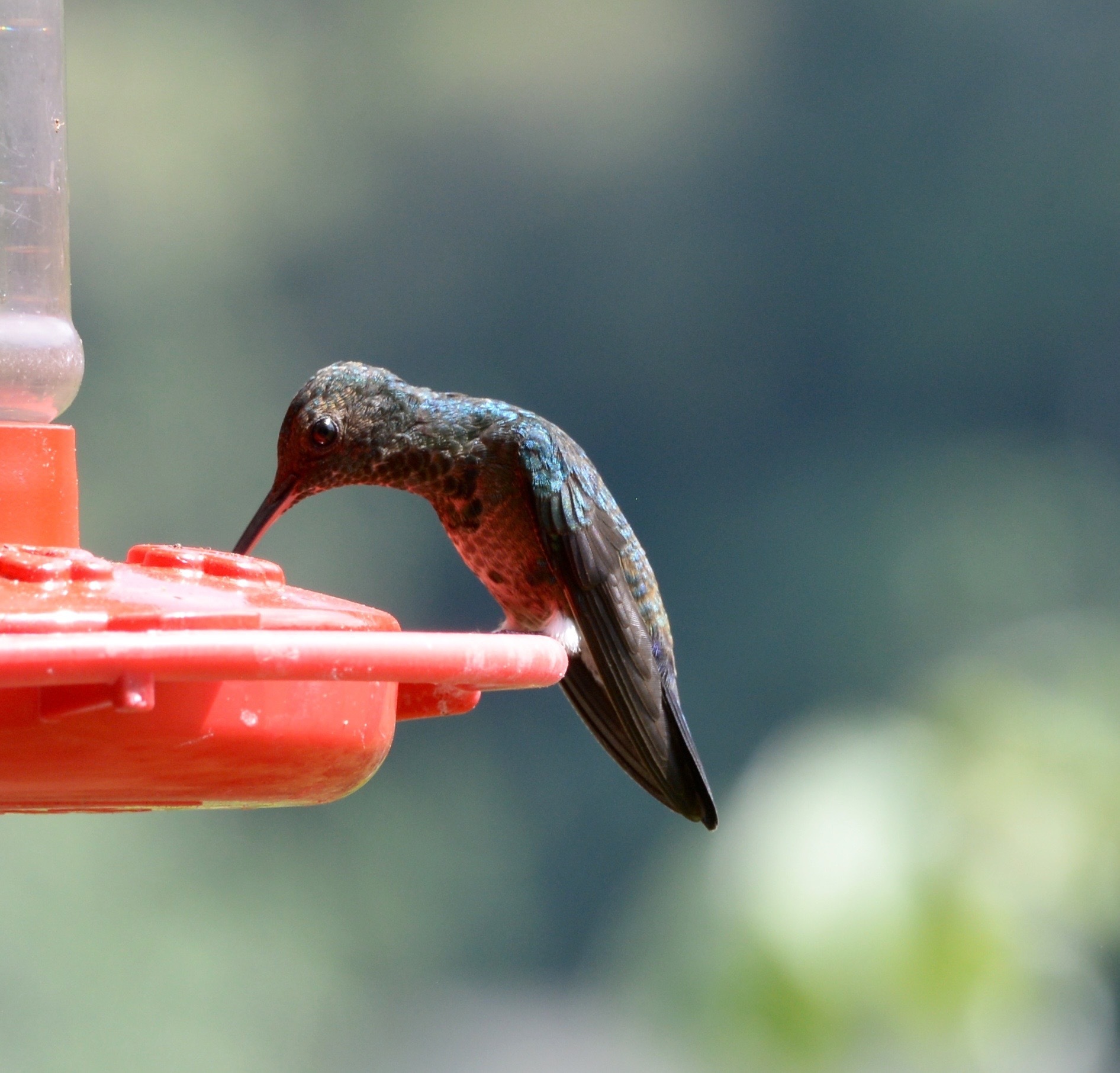 Image of steely-vented hummingbird
