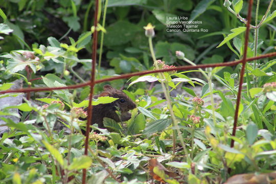 18.https www inaturalist org photos 3116784.580x360