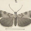 Image de Scoparia caliginosa Philpott 1918