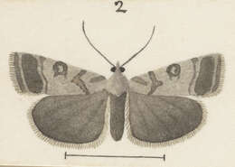 Image of Scoparia caliginosa Philpott 1918