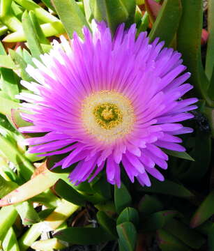 Image of Ice Plants