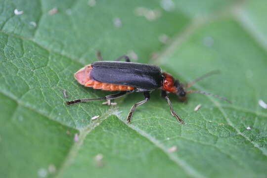 Image of Cantharis fusca