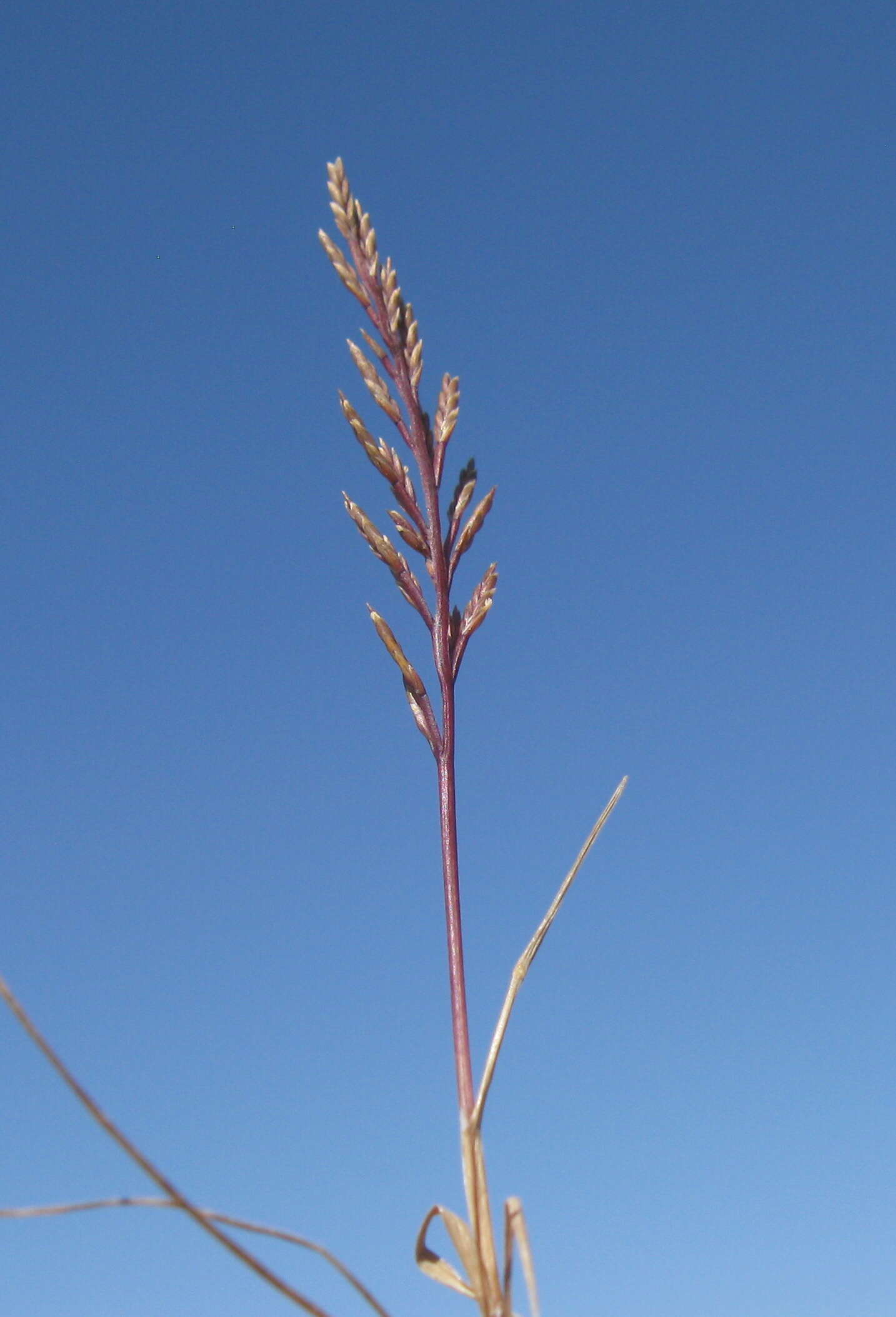 Image of fern-grass