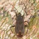 صورة Eremocoris setosus Blatchley & W. S. 1926