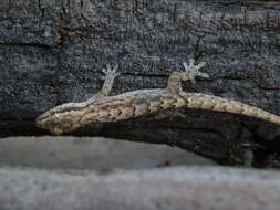 Image of Common Smooth-Scaled Gecko