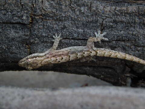 Image of Common Smooth-Scaled Gecko