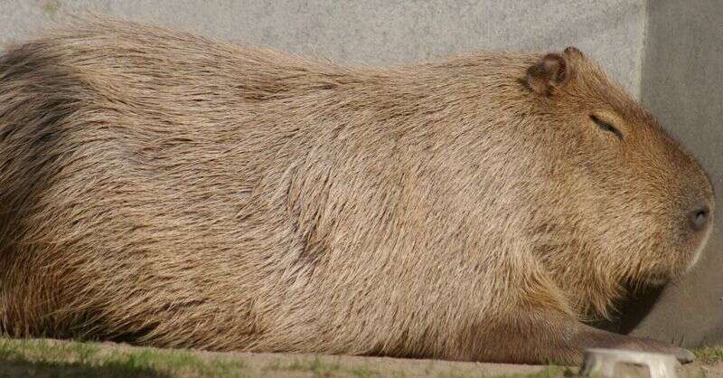 Image of Capybaras