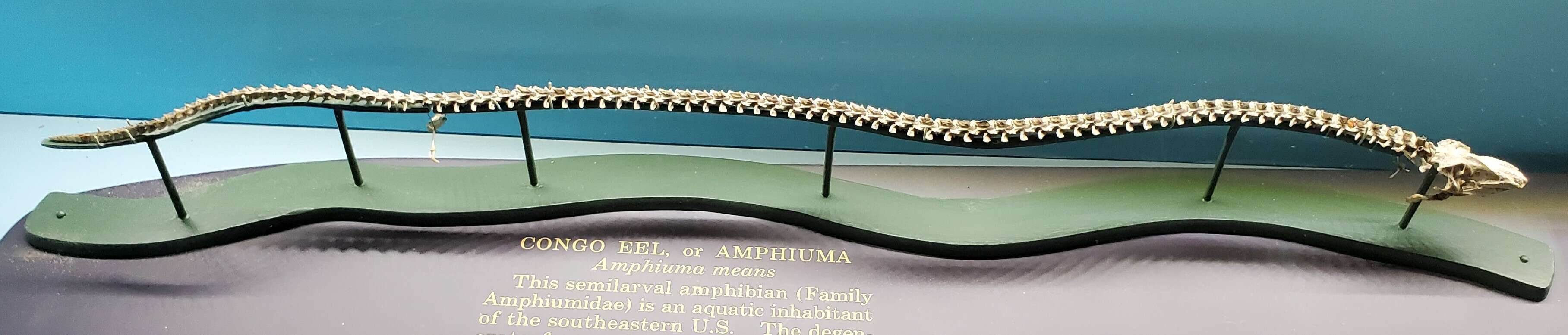 Image of Two-toed Amphiuma