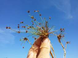 Juncus bulbosus L. resmi