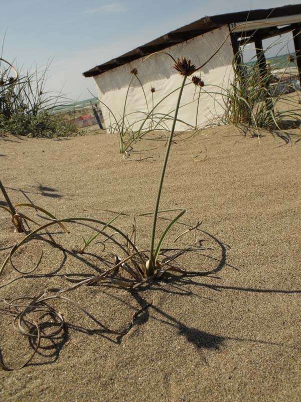 Image de Cyperus capitatus Vand.