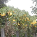 Image of <i>Brugmansia versicolor</i>