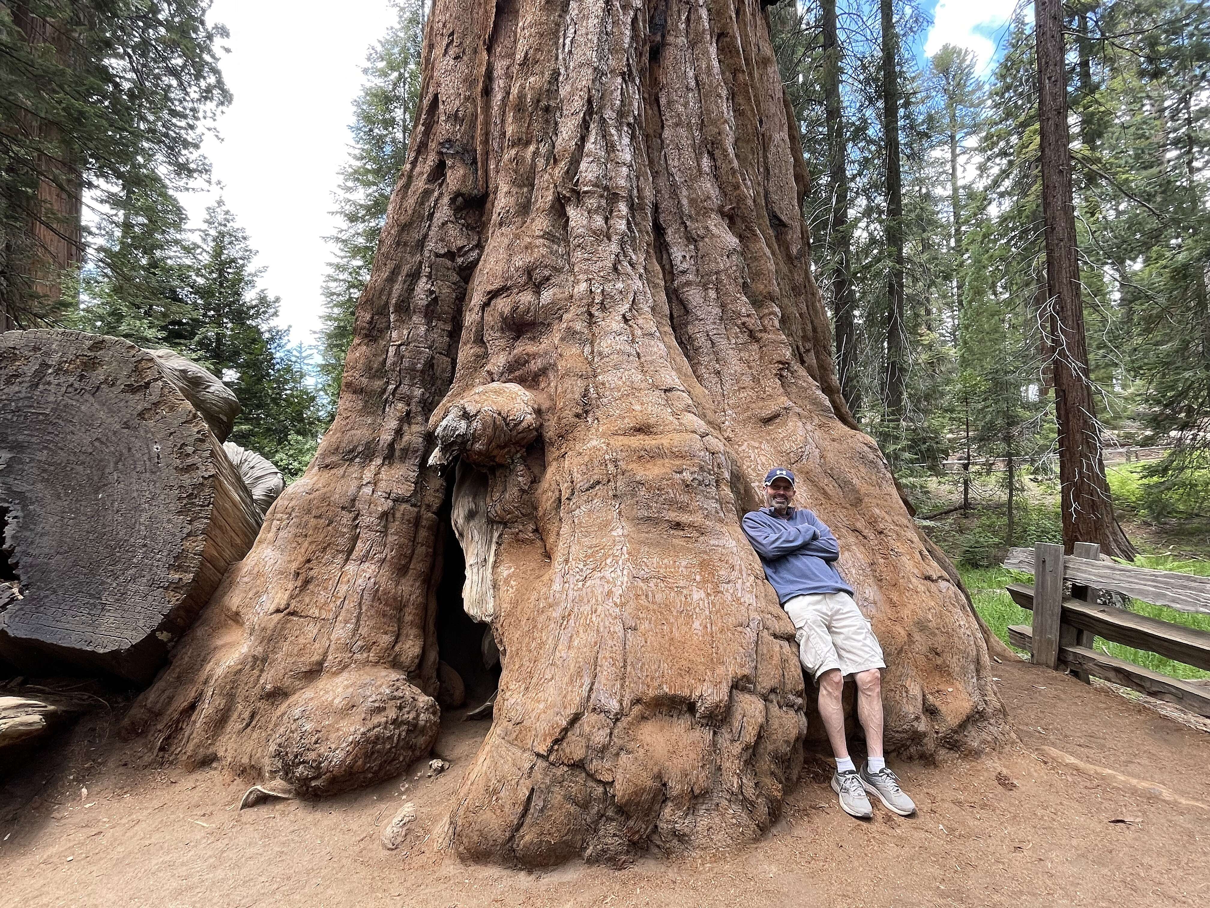 Image of giant sequoia