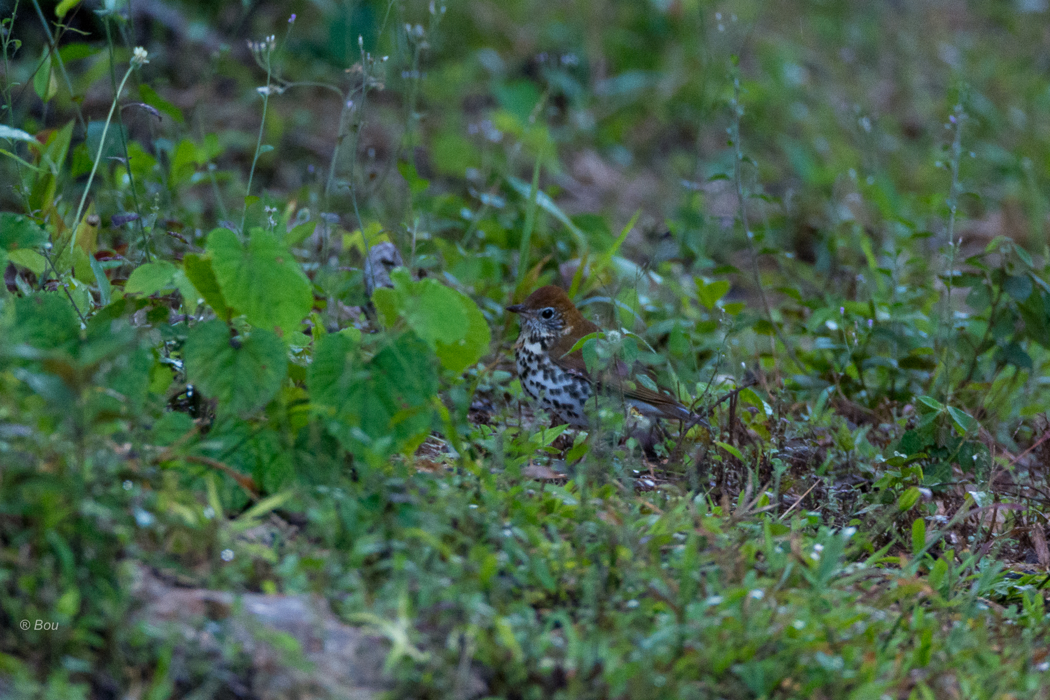 Image of Wood thrush