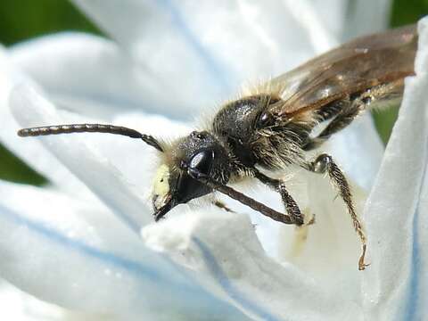 Andrena miserabilis Cresson 1872 resmi