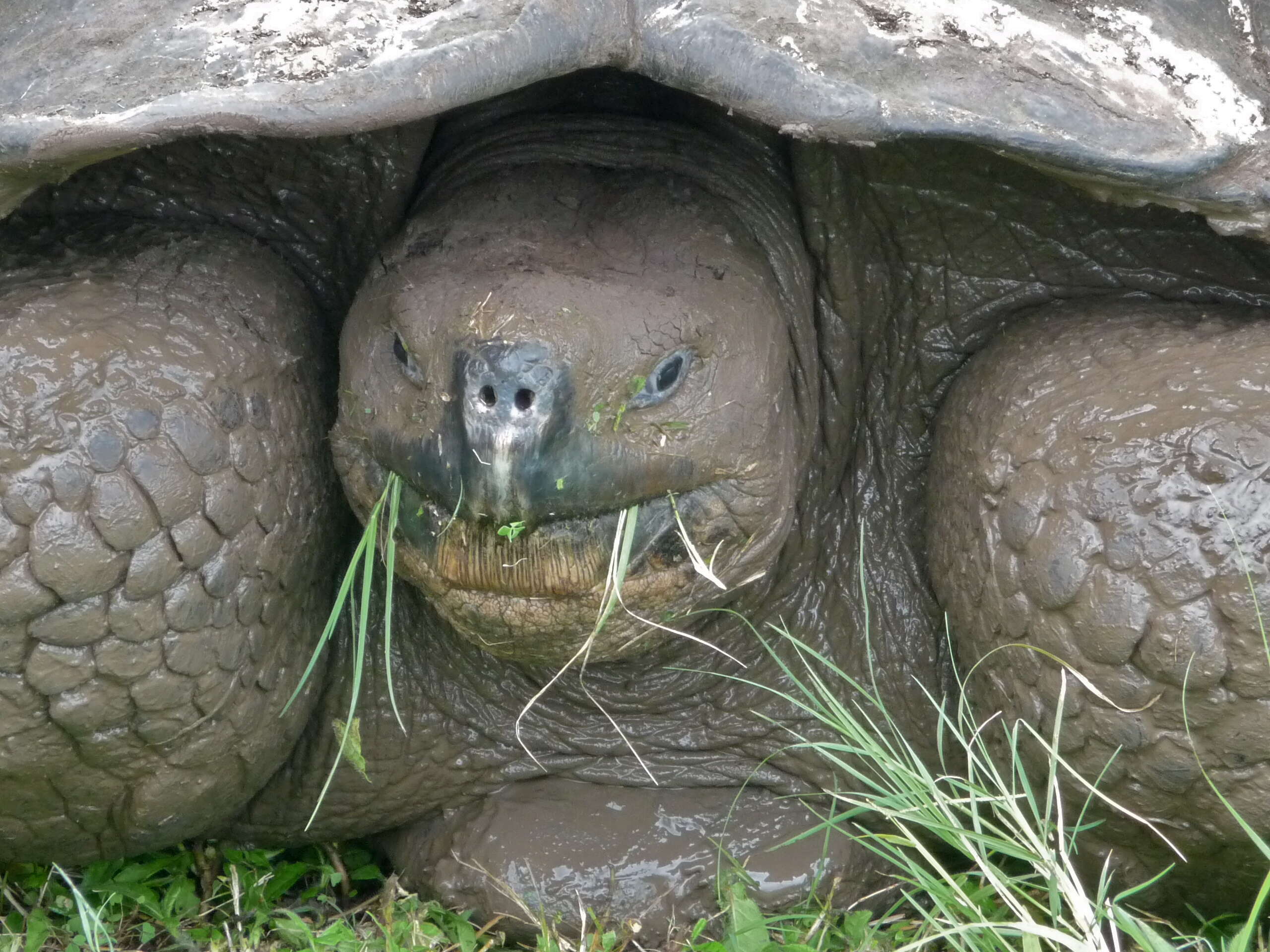 Image of Alcedo Volcano giant tortoise