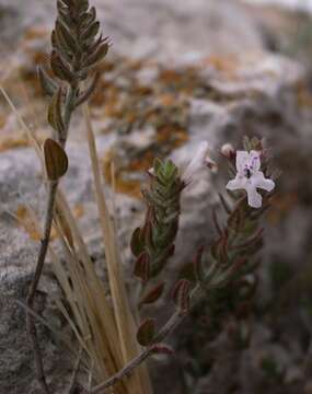 Image of Micromeria microphylla (d'Urv.) Benth.