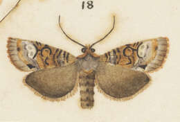Image of Meterana levis Philpott 1905