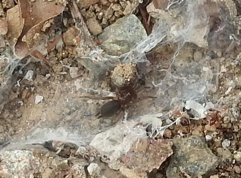 18.https www inaturalist org photos 3122773.580x360
