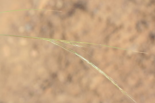 Image of <i>Aristida adscensionis</i>