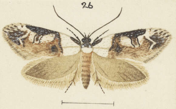 Image of Trachypepla festiva Philpott 1930