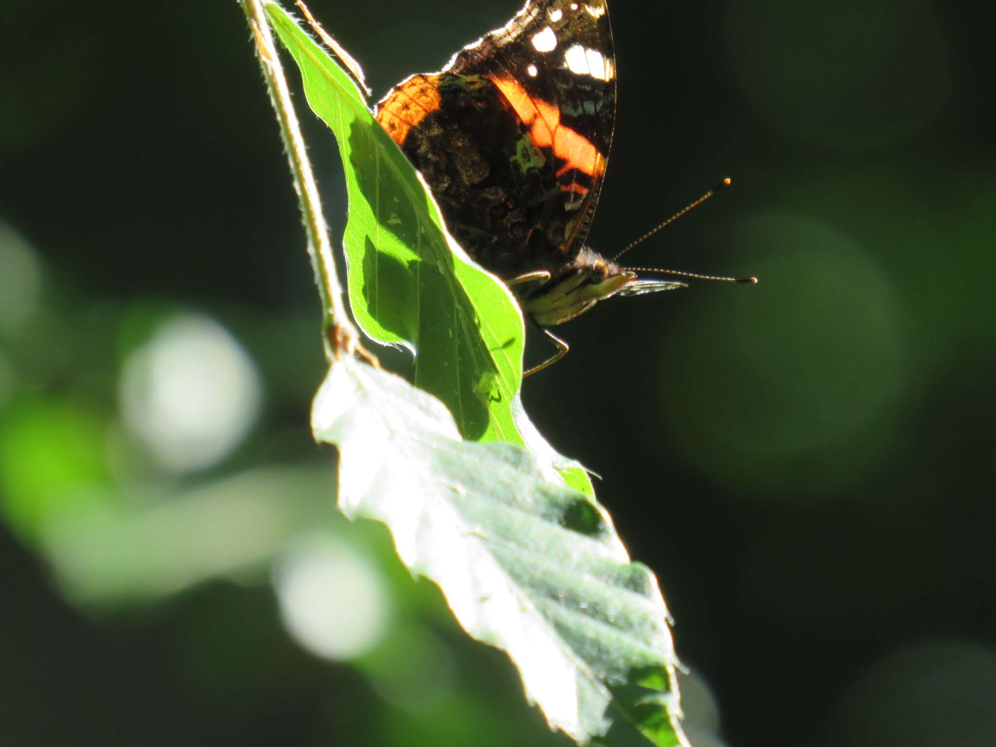 Image of Red Admiral